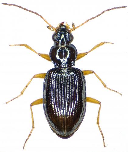 Bembidion italicum